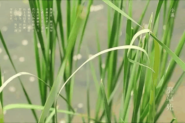 今日小滿：愿你的生活幸福美滿！